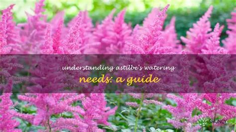 1. Nutrient Requirements: The Astilbe's Feast