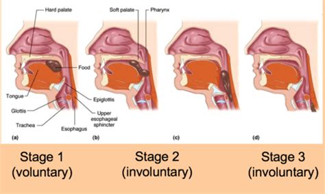 1. Oral Phase: