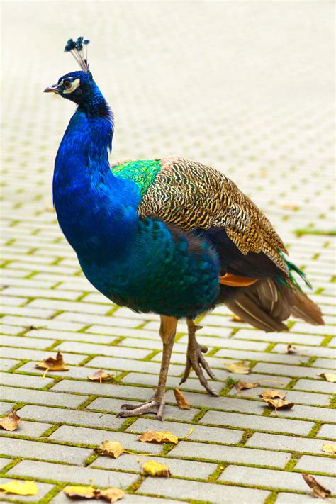 1. Peacock