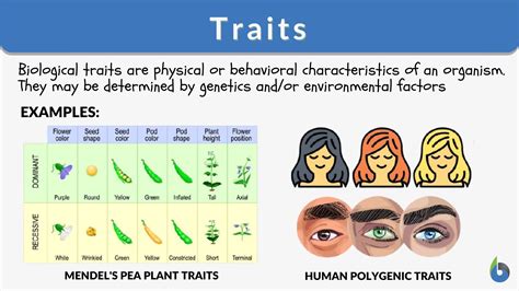 1. Physical Characteristics and Behavior