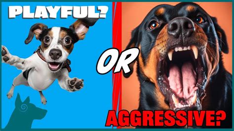 1. Playful Aggression: