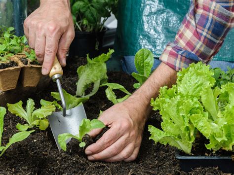 1. Pre-Planting (2-4 Weeks Before Transplanting):