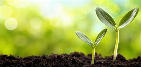 1. Pre-Planting Fertilization: