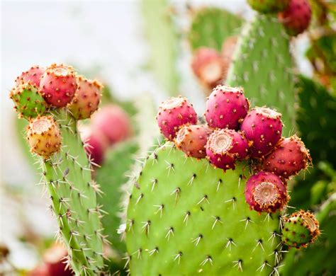 1. Prickly Pear