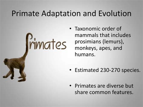 1. Primate Adaptation and Evolution