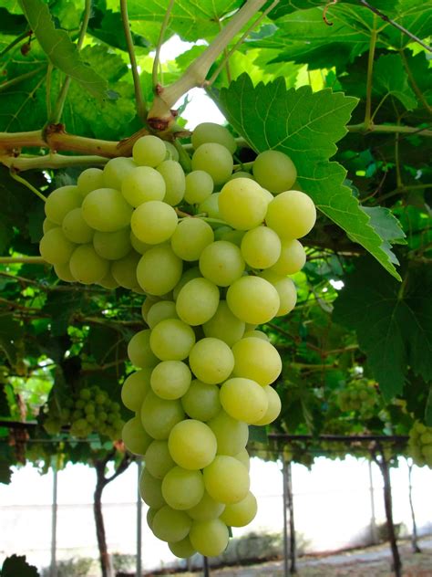 1. Produção e Cultivo de Uvas: