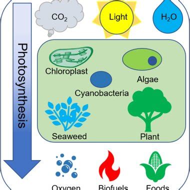 1. Promotes Photosynthesis