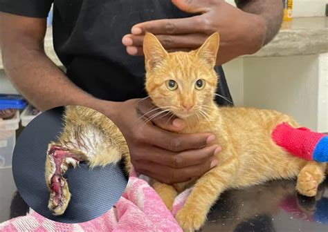 1. Providing a lifeline for abandoned cats: