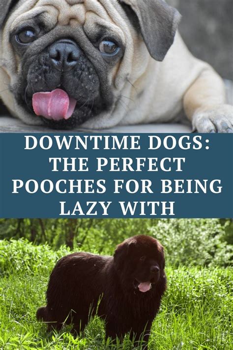 1. Puns for Pooches