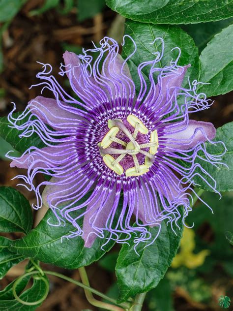 1. Purple Passionflower (Passiflora incarnata):