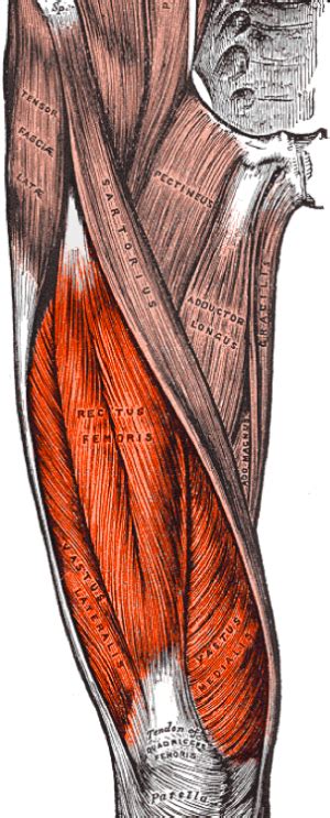 1. Quadriceps (Knee Extensors):