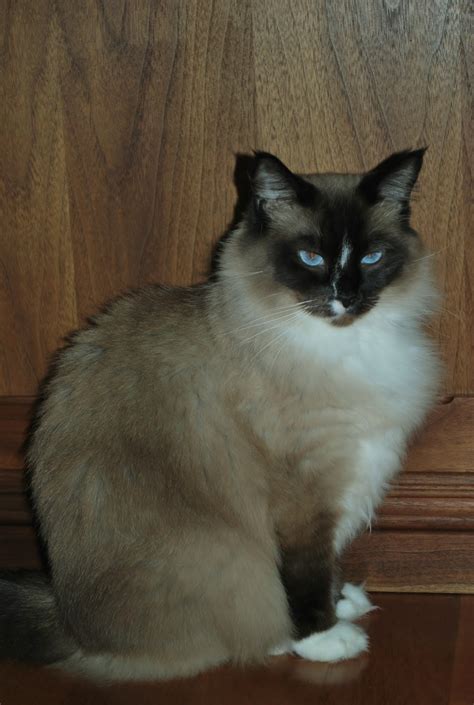 1. Ragdoll: The Epitome of Feline Cuddliness