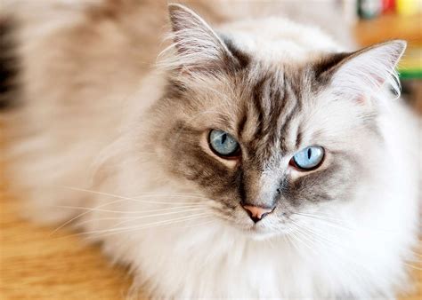 1. Ragdolls Are the Second Most Popular Cat Breed in Singapore