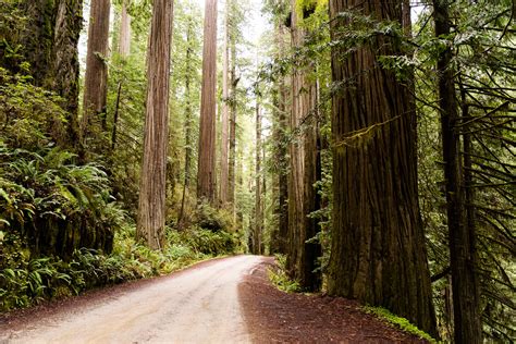 1. Redwood National and State Parks: A Haven for Adventure Lovers