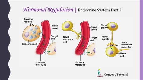 1. Regulating Hormones: