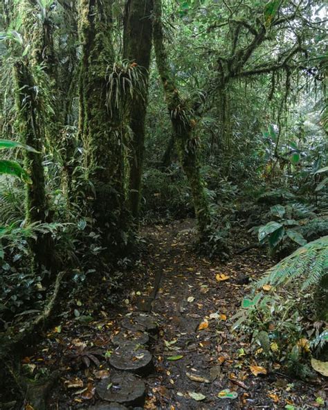 1. Santa Elena Cloud Forest Reserve