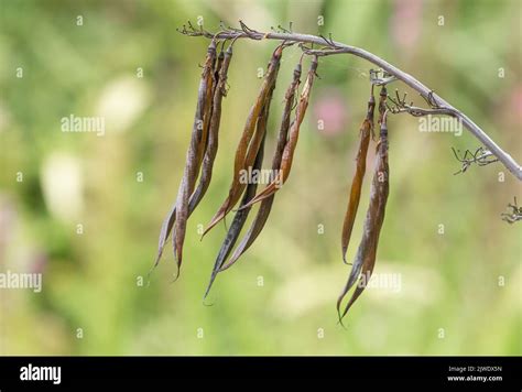 1. Search for seed pods