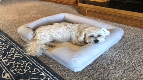 1. Selecting the Optimal Bed for Your Canine Companion