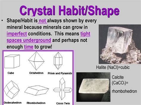 1. Shape and Habit: