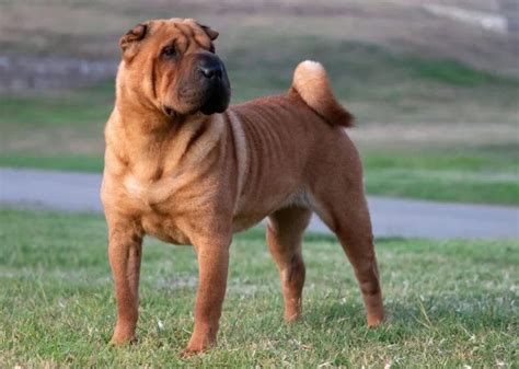 1. Shar-Pei: The Wrinkled Wonder