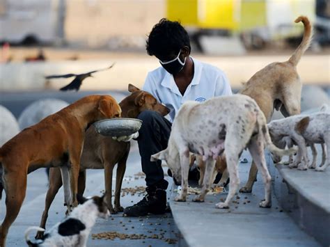 1. Shelter and Care for Stray Animals: