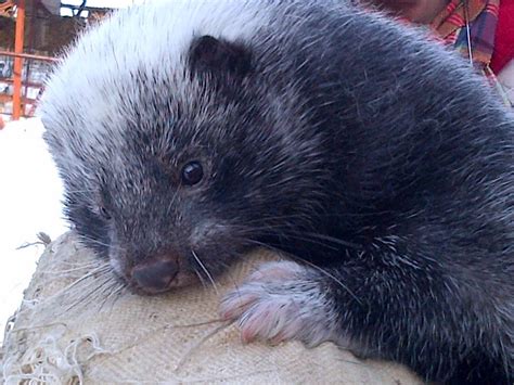 1. Siberian Mink: