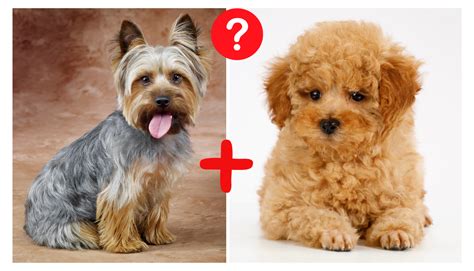 1. Small Breeds (e.g., Chihuahua, Toy Poodle, Yorkshire Terrier)