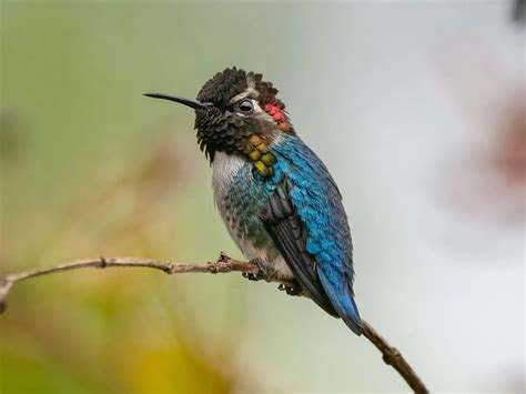 1. Smallest Bird: Bee Hummingbird