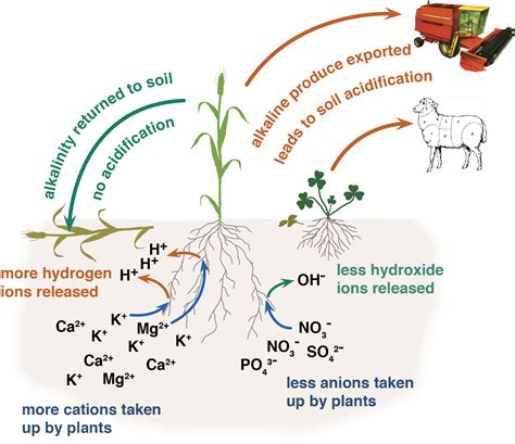 1. Soil Acidification: