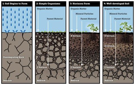 1. Soil Conditions: