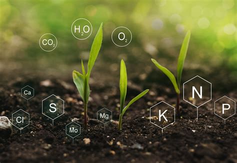 1. Soil Nutrient Enhancement