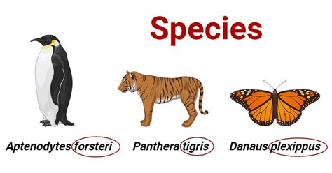 1. Species and Appearance