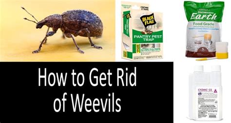 1. Storage Conditions for Weevil Prevention