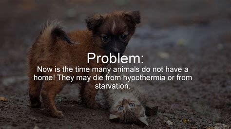 1. Stray Animal Problem