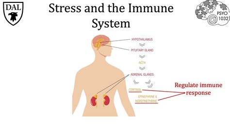 1. Stress and Your Immune System