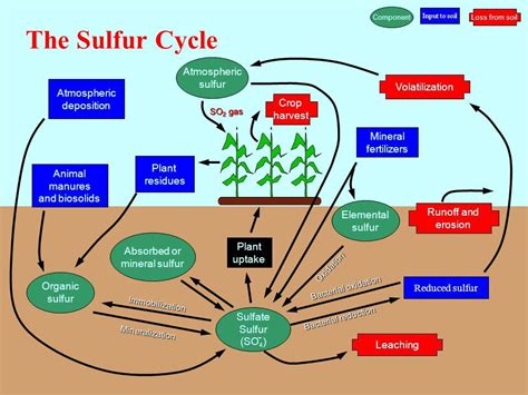 1. Sulfur Production: