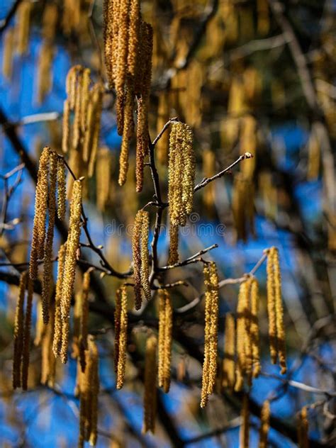 1. Sunlit Hazelnut