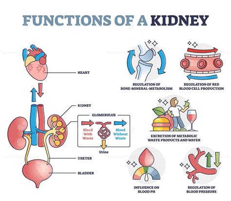 1. Supports Kidney Function