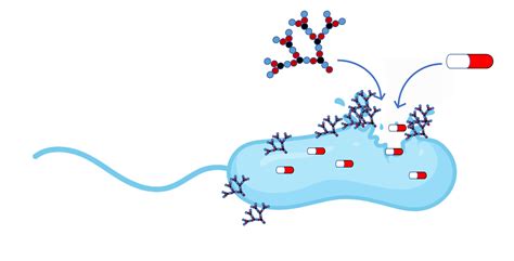 1. Synergistic Effects with Antibiotics