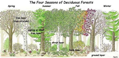 1. Temperate Deciduous Forest: A Symphony of Seasons