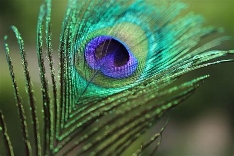 1. The Allure of Peacock Feathers