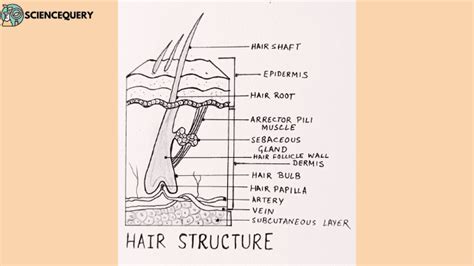 1. The Anatomy of Human Hair