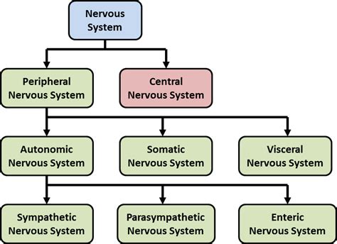 1. The Central Nervous System: Controllers and Software