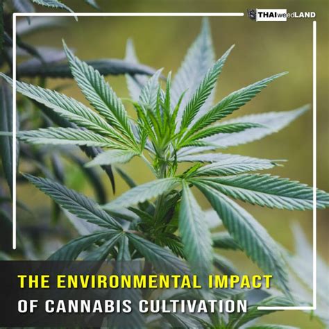 1. The Environmental Impact of Marijuana Cultivation