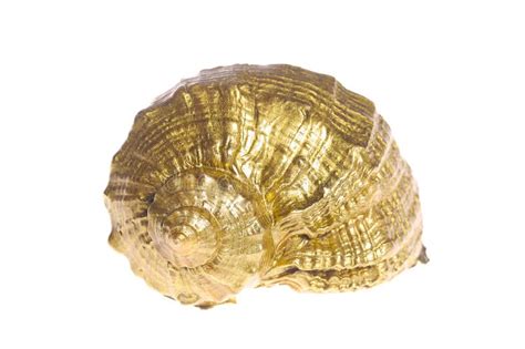 1. The Golden Shell: