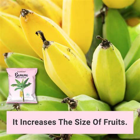 1. The Importance of Banana Plant Fertilizer