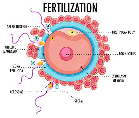 1. The Importance of Fertilization