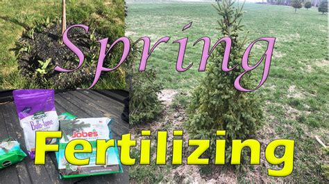 1. The Importance of Fertilizer for Evergreens