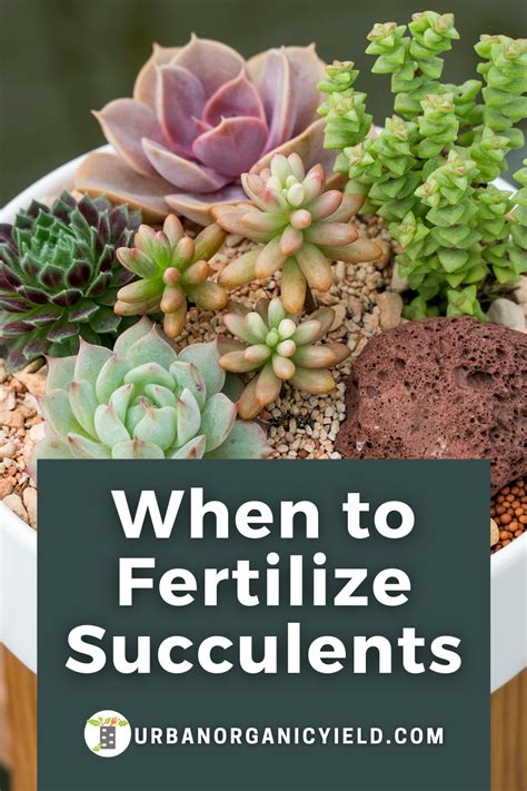 1. The Importance of Fertilizing Succulents