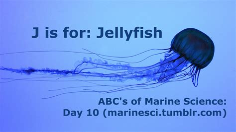 1. The Jellyfish: A Gelatinous Delight